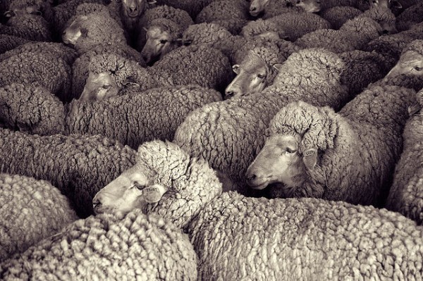 Sheep Waiting to Be Shorn (Photo: Andy Farnsworth, CC)